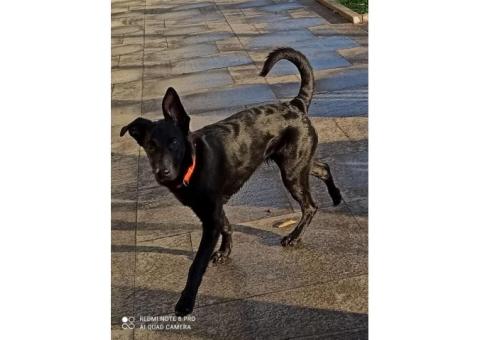 Любимая собака Альма Помогите найти