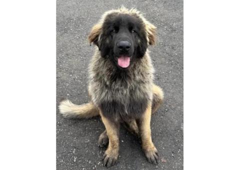 Леонбергер