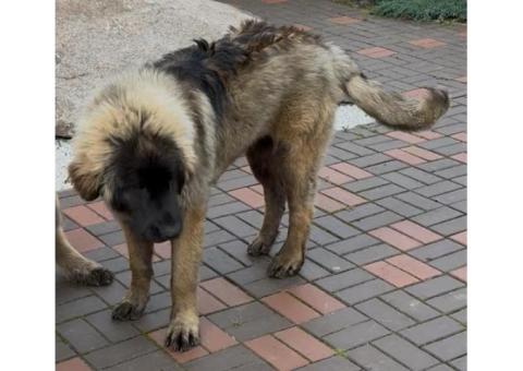 Леонбергер