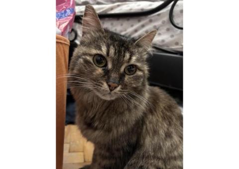 Найдена кошка