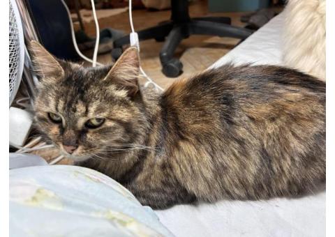 Найдена кошка