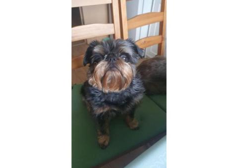 Пропала бельгийский грифон по кличке Ами!!!