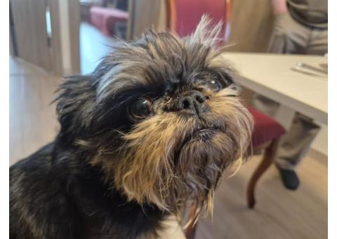 Пропала бельгийский грифон по кличке Ами!!!