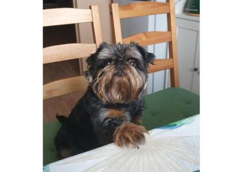 Пропала бельгийский грифон по кличке Ами!!!