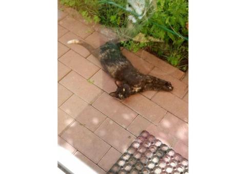 Пропала черная кошечка с рыжими вкраплениями, главное хвостик у нее с рыжей кисточкой на конце