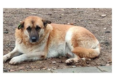 Дружинина Ольга Николаевна|беспородная собака