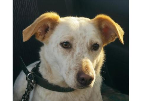 Пропала собака Мира