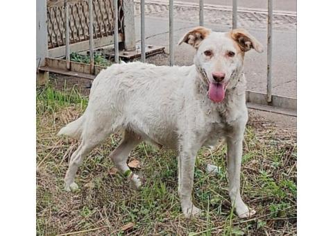 Пропала собака Мира