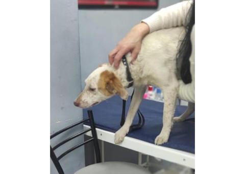 Пропала собака Мира