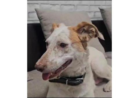 Пропала собака Мира