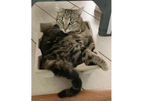 Пропала кошка