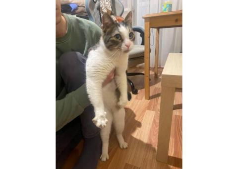 Найдена кошка, серо-белый окрас