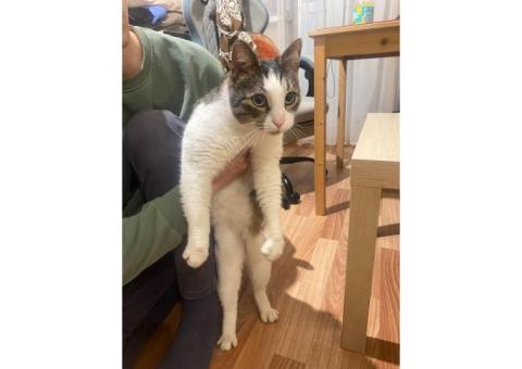 Найдена кошка, серо-белый окрас