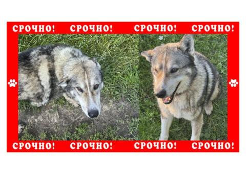 Переславль-Залесский пропала собака без породы