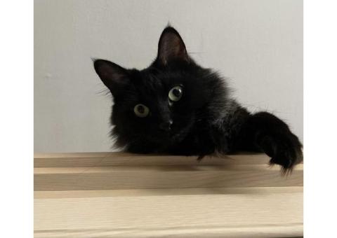 Пропала кошка