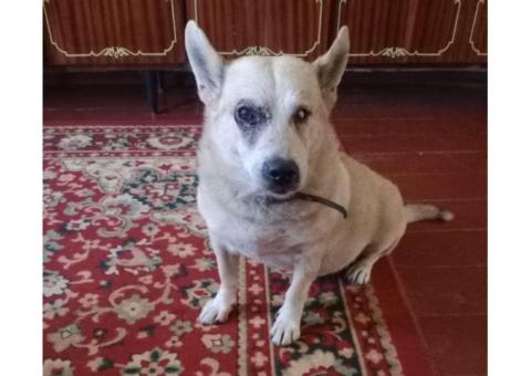 пропала собака,помесь хаски