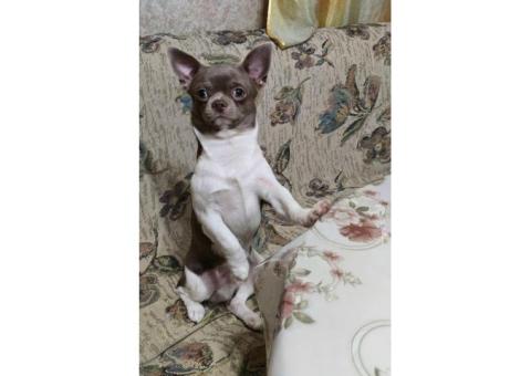 Пропала собака. Чихуа