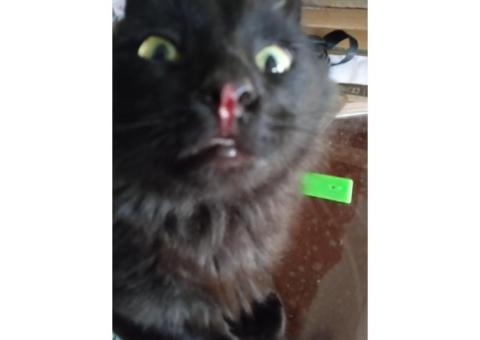 Пропал кот кличка Дымок