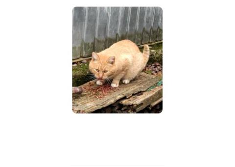 Потерялся кот