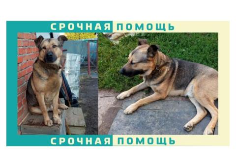 В Чехове пропала собака без породы