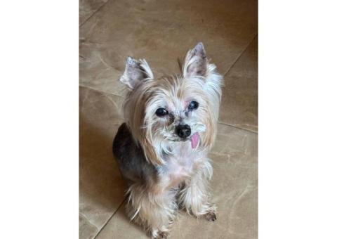 Потерялась собака, возрастной йорк 14 лет, кличка Лорд