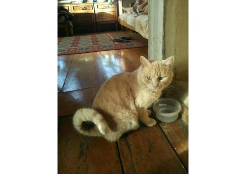 Пропал кот кличка Филя