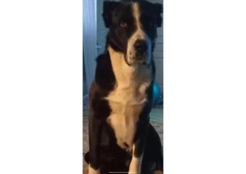 23.12.25г. убежал из пос. Петровский ТО 5й летний Алабай по кличке Раф.