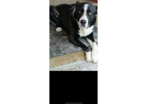 23.12.25г. убежал из пос. Петровский ТО 5й летний Алабай по кличке Раф.