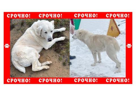 Алабай пропал в Истринском районе