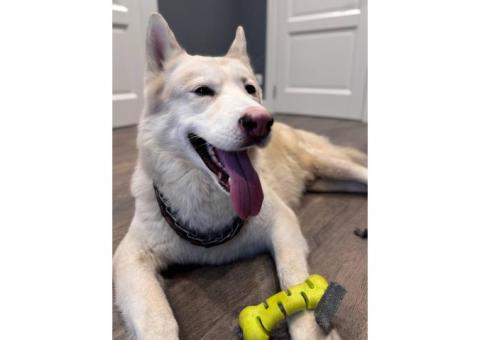 Нашлась хаски/лайка мальчик с черной спинкой и розовым носом в Павшинской пойме Красногорск