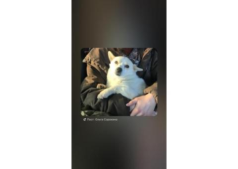 Бело-рыжая маленькая собачка