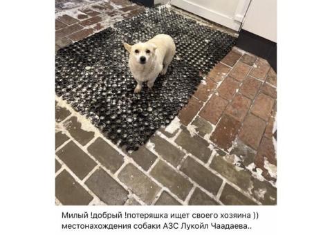 Бело-рыжая маленькая собачка