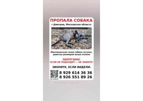 Ликучева Вероника Леонидовна| мексиканская голая (ксоло)