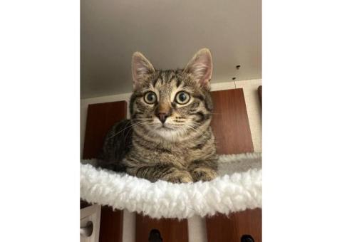 Пропал котенок Марсик