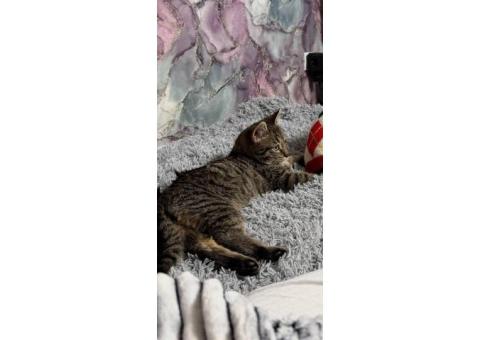 Марсик полосатый пропал кот