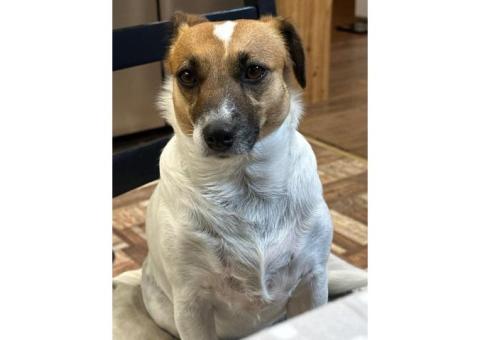 Лаки Джек Рассел