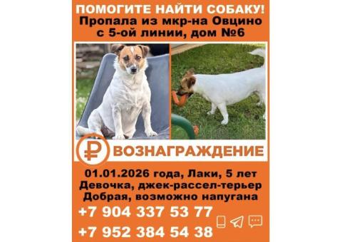 Лаки Джек Рассел