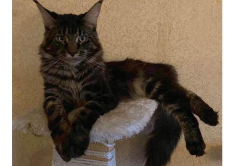 Потерялся кот мей ку окрас черный мрамор н