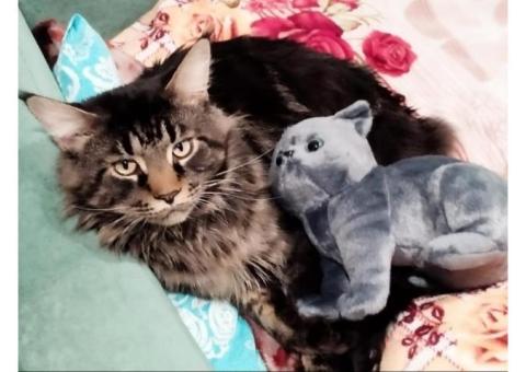 Потерялся кот мей ку окрас черный мрамор н