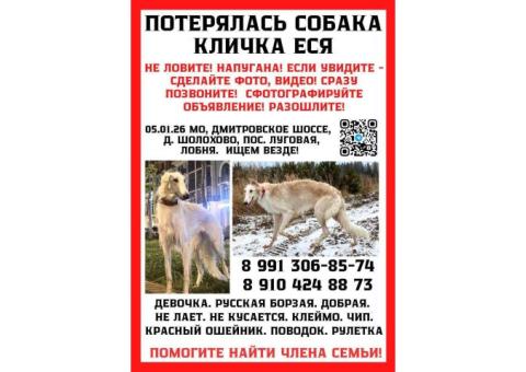 Русская борзая