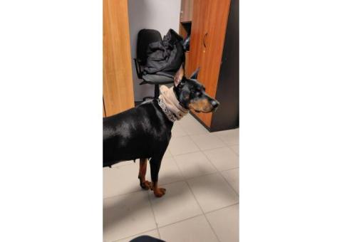 Прибежала собака на кпп  завода Алиум