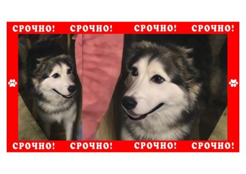 ВДНХ пропала или сбили собаку: кто видел?