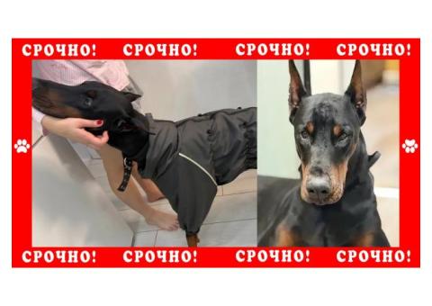 Доберман пропал в Балашихе