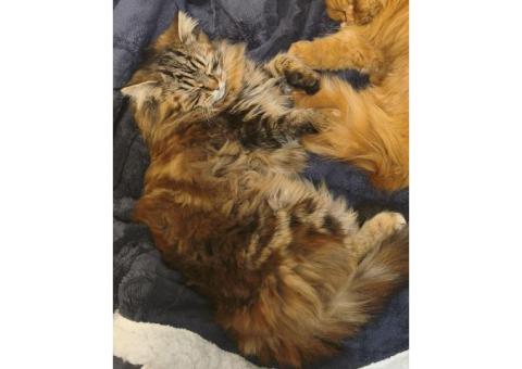 Пропала 29 января в четверг