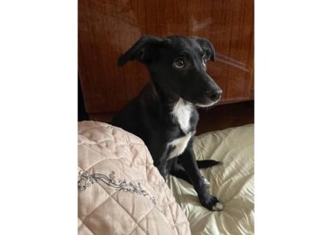 Найден Щенок