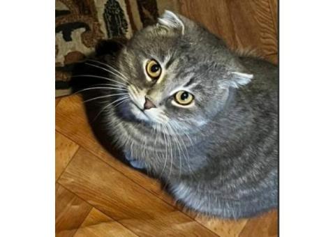 Пропал кот. Зовут Эш