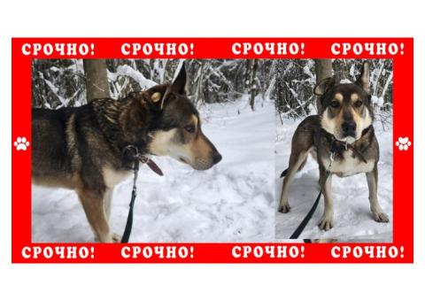 В Клинском районе пропала собака метис | Солнечногорск и Клин