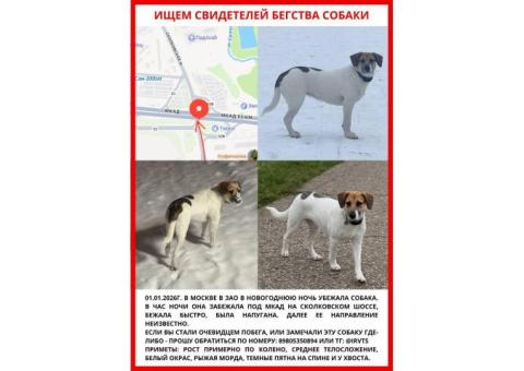 Пропала собака .Сука.2 года.