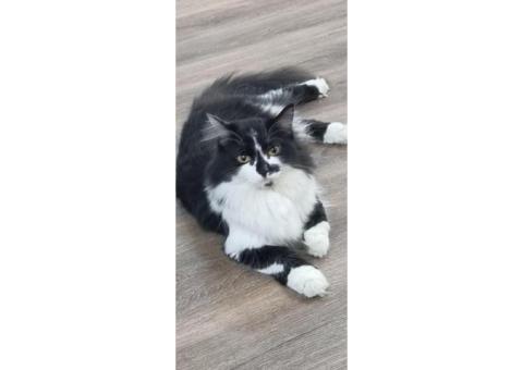 Пропала кошка Аляска