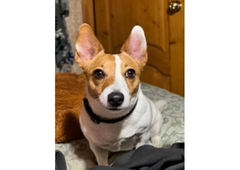 Джек рассел терьер